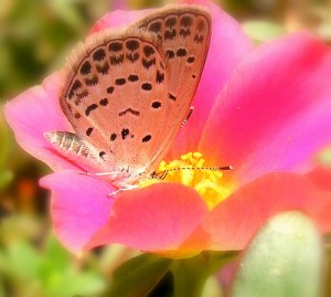 butterfly-on-pink-flower