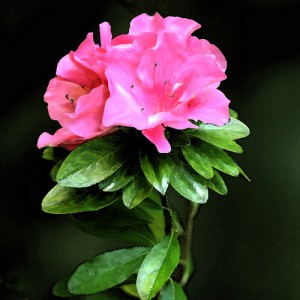 pink-spring