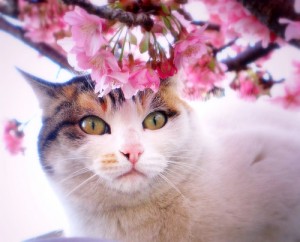 sakura-cat-posing-under-pink-flowers