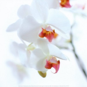 cedric-porchez-white-and-pink-orchid