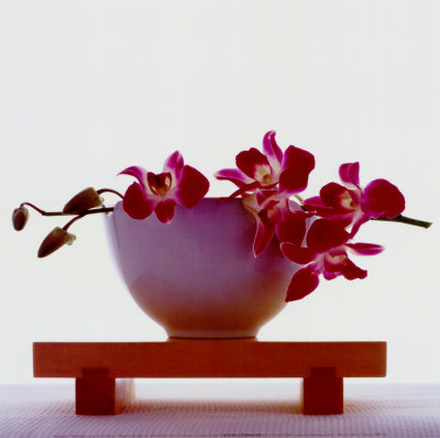 magenta-orchids